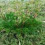 Aciphylla glacialis, Mountain celery, food forest, One Community outdoor planting plan, grow your own food, evolved food, Highest Good food, sustainable food, healthy eating