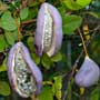 Akebia, chocolate vine, food forest, One Community outdoor planting plan, grow your own food, evolved food, Highest Good food, sustainable food, healthy eating