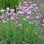 Allium, onion, garlic, leeks, ramps, scallions, food forest, One Community outdoor planting plan, grow your own food, evolved food, Highest Good food, sustainable food, healthy eating