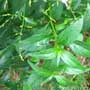 Andrographis paniculata, Kalmehg, Hempedu Bumi, food forest, One Community outdoor planting plan, grow your own food, evolved food, Highest Good food, sustainable food, healthy eating