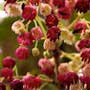 Aristotelia, maqui berry, food forest, One Community outdoor planting plan, grow your own food, evolved food, Highest Good food, sustainable food, healthy eating