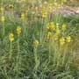 Asphodeline lutea, King’s spear, Asphodel, food forest, One Community outdoor planting plan, grow your own food, evolved food, Highest Good food, sustainable food, healthy eating