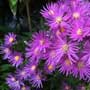 Aster sp., Aster, Goldilocks, food forest, One Community outdoor planting plan, grow your own food, evolved food, Highest Good food, sustainable food, healthy eating