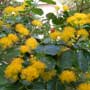 Azara, Chin-chin, food forest, One Community outdoor planting plan, grow your own food, evolved food, Highest Good food, sustainable food, healthy eating