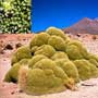 Azorella compacta, Yareta, food forest, One Community outdoor planting plan, grow your own food, evolved food, Highest Good food, sustainable food, healthy eating