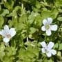 Bacopa, Water Hyssop, Moneywort, food forest, One Community outdoor planting plan, grow your own food, evolved food, Highest Good food, sustainable food, healthy eating