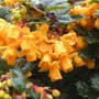 Berberis, barberry, food forest, One Community outdoor planting plan, grow your own food, evolved food, Highest Good food, sustainable food, healthy eating