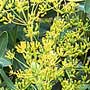 Bupleurum, “chai hu” -- TCM, food forest, One Community outdoor planting plan, grow your own food, evolved food, Highest Good food, sustainable food, healthy eating