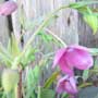 Calochortus, Mariposa lily, food forest, One Community outdoor planting plan, grow your own food, evolved food, Highest Good food, sustainable food, healthy eating