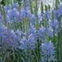 Camassia, quamash, camas, food forest, One Community outdoor planting plan, grow your own food, evolved food, Highest Good food, sustainable food, healthy eating