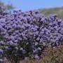 Ceanothus, California lilac, New Jersey tea, food forest, One Community outdoor planting plan, grow your own food, evolved food, Highest Good food, sustainable food, healthy eating