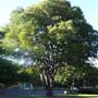 Celtis, hackberry, food forest, One Community outdoor planting plan, grow your own food, evolved food, Highest Good food, sustainable food, healthy eating