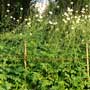 Cephalaria, scabious, food forest, One Community outdoor planting plan, grow your own food, evolved food, Highest Good food, sustainable food, healthy eating