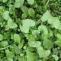 Claytonia, miner’s lettuce, food forest, One Community outdoor planting plan, grow your own food, evolved food, Highest Good food, sustainable food, healthy eating