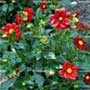 Dahlia, chichipatl, cocoxochitl, food forest, One Community outdoor planting plan, grow your own food, evolved food, Highest Good food, sustainable food, healthy eating
