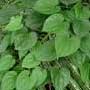 Dioscorea, yam, food forest, One Community outdoor planting plan, grow your own food, evolved food, Highest Good food, sustainable food, healthy eating