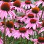 Echinacea, Kansas snakeroot, purple coneflower, food forest, One Community outdoor planting plan, grow your own food, evolved food, Highest Good food, sustainable food, healthy eating