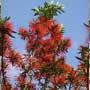 Embothrium coccineum, Notro, Ciruelillo, food forest, One Community outdoor planting plan, grow your own food, evolved food, Highest Good food, sustainable food, healthy eating
