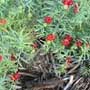 Enchylaena tomentosa, Ruby saltbush, food forest, One Community outdoor planting plan, grow your own food, evolved food, Highest Good food, sustainable food, healthy eating