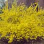 Forsythia suspensa, “lian qiao” -- TCM, food forest, One Community outdoor planting plan, grow your own food, evolved food, Highest Good food, sustainable food, healthy eating