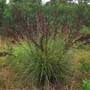 Gahnia, saw sedge, food forest, One Community outdoor planting plan, grow your own food, evolved food, Highest Good food, sustainable food, healthy eating