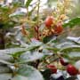 Gevuina avellana, Chilean hazel, Gevuin, food forest, One Community outdoor planting plan, grow your own food, evolved food, Highest Good food, sustainable food, healthy eating