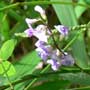 Glycine tabacina, pea glycine, slender sweetroot, food forest, One Community outdoor planting plan, grow your own food, evolved food, Highest Good food, sustainable food, healthy eating