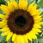 Helianthus annuum, sunflower, food forest, One Community outdoor planting plan, grow your own food, evolved food, Highest Good food, sustainable food, healthy eating