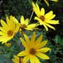 Helianthus tuberosus, sunchoke, Jerusalem artichoke, food forest, One Community outdoor planting plan, grow your own food, evolved food, Highest Good food, sustainable food, healthy eating