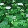 Heracleum, Cow parsnip, food forest, One Community outdoor planting plan, grow your own food, evolved food, Highest Good food, sustainable food, healthy eating
