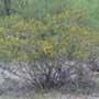 Larrea tridentata, creosote, food forest, One Community outdoor planting plan, grow your own food, evolved food, Highest Good food, sustainable food, healthy eating