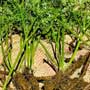 Ligusticum, osha, Scots lovage, “chuanxiong”-TCM, food forest, One Community outdoor planting plan, grow your own food, evolved food, Highest Good food, sustainable food, healthy eating