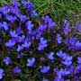 Lobelia, “ban bian lian”-TCM, food forest, One Community outdoor planting plan, grow your own food, evolved food, Highest Good food, sustainable food, healthy eating