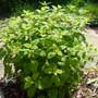 Melissa, lemon balm, food forest, One Community outdoor planting plan, grow your own food, evolved food, Highest Good food, sustainable food, healthy eating