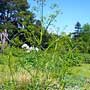 Opopanax, rough parsnip, food forest, One Community outdoor planting plan, grow your own food, evolved food, Highest Good food, sustainable food, healthy eating