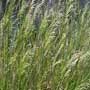 Oryzopsis hymenoides, Indian ricegrass, food forest, One Community outdoor planting plan, grow your own food, evolved food, Highest Good food, sustainable food, healthy eating