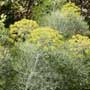 Peucedanum, masterwort, “qian hu” -TCM, food forest, One Community outdoor planting plan, grow your own food, evolved food, Highest Good food, sustainable food, healthy eating