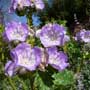 Phacelia, desert bells, scorpionweed, food forest, One Community outdoor planting plan, grow your own food, evolved food, Highest Good food, sustainable food, healthy eating