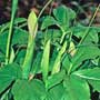 Pinellia ternata, “ban xia”- TCM, food forest, One Community outdoor planting plan, grow your own food, evolved food, Highest Good food, sustainable food, healthy eating
