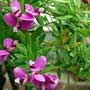 Polygala, milkwort, “yuan zhi”, food forest, One Community outdoor planting plan, grow your own food, evolved food, Highest Good food, sustainable food, healthy eating