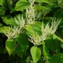 Polygonum, knotweed, bistort , food forest, One Community outdoor planting plan, grow your own food, evolved food, Highest Good food, sustainable food, healthy eating