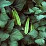 Psophocarpus tetragonol, Goa bean, Winged bean,food forest, One Community outdoor planting plan, grow your own food, evolved food, Highest Good food, sustainable food, healthy eating