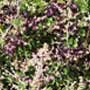 Rhagodia baccata, Berry saltbush, food forest, One Community outdoor planting plan, grow your own food, evolved food, Highest Good food, sustainable food, healthy eating