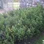 Ruscus aculeatus, butcher’s broom, food forest, One Community outdoor planting plan, grow your own food, evolved food, Highest Good food, sustainable food, healthy eating