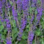 Salvia, sage, food forest, One Community outdoor planting plan, grow your own food, evolved food, Highest Good food, sustainable food, healthy eating