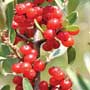 Shepherdia argentea, Silver buffaloberry, food forest, One Community outdoor planting plan, grow your own food, evolved food, Highest Good food, sustainable food, healthy eating