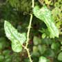 Smilax sp., sarsaparilla, food forest, One Community outdoor planting plan, grow your own food, evolved food, Highest Good food, sustainable food, healthy eating