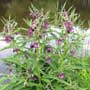 Symphytum, comfrey, food forest, One Community outdoor planting plan, grow your own food, evolved food, Highest Good food, sustainable food, healthy eating
