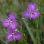 Thysanotus tuberosus, common fringe-lily, food forest, One Community outdoor planting plan, grow your own food, evolved food, Highest Good food, sustainable food, healthy eating