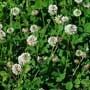 Trifolium, clover, food forest, One Community outdoor planting plan, grow your own food, evolved food, Highest Good food, sustainable food, healthy eating